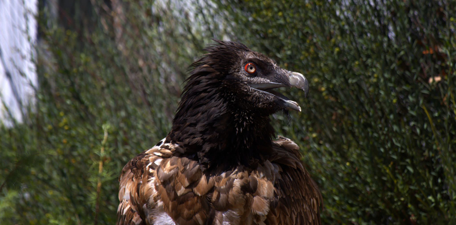 Le Gypaète Rei del Causse a retrouvé les Grand Causses, dans le sud de la France, après un passage par la Pologne. - Crédit photo : Marie-Hélène Côté